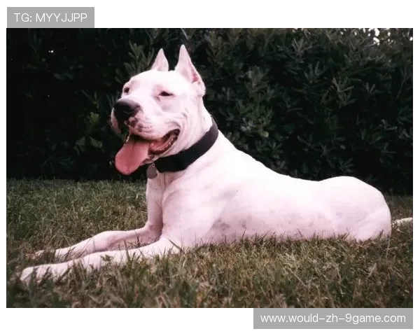 “尼古拉斯·桑特基的战术洞察与出色技巧，助力阿根廷美洲狮队重新崛起”